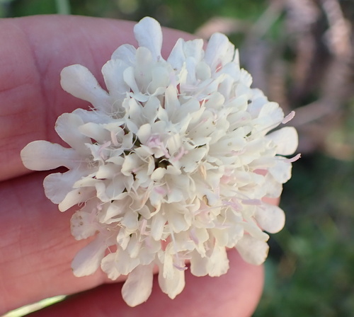 Image of Scabiosa drakensbergensis by no rights reserved