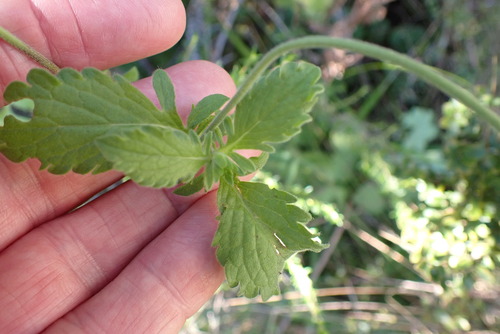 Image of Scabiosa drakensbergensis by no rights reserved