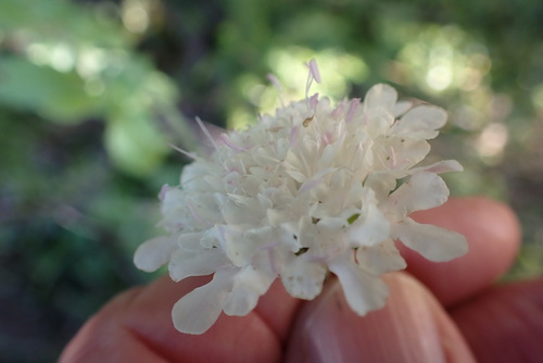 Image of Scabiosa drakensbergensis by no rights reserved