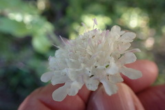 Scabiosa drakensbergensis, photograph author not stated, no rights reserved