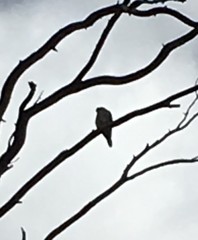Falco sparverius