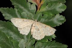 Ophthalmitis
