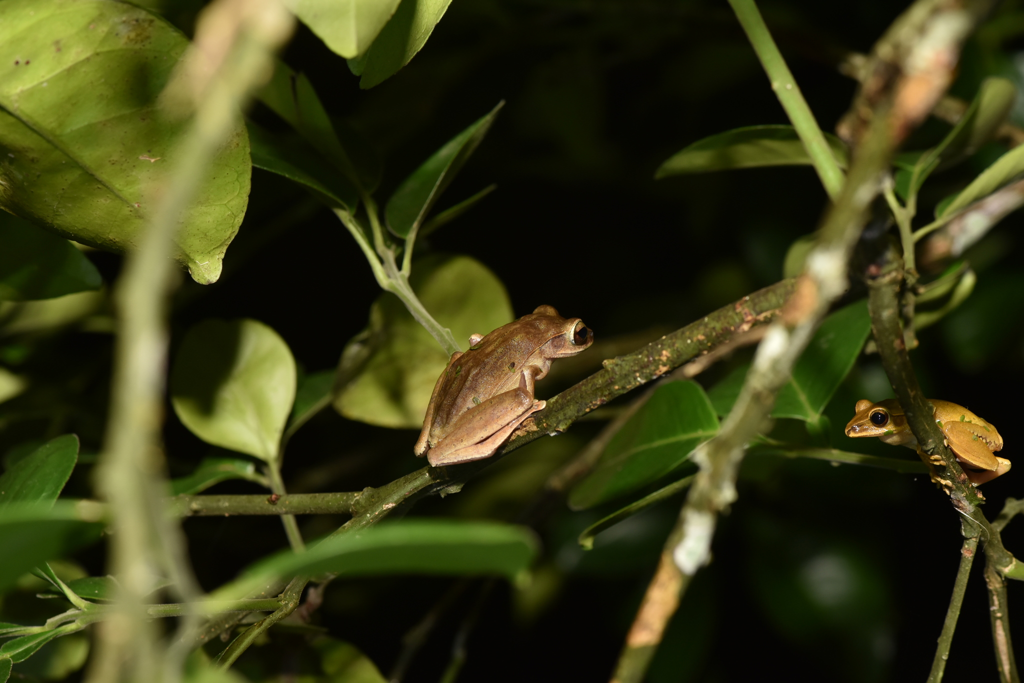 Polypedates braueri (Vogt, 1911)