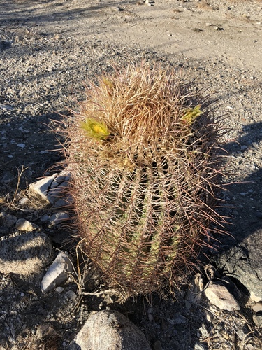 iNaturalist observation photo of California Barrel Cactus