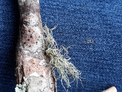 Usnea mutabilis