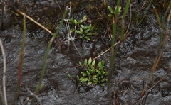 Actinotus suffocatus