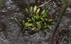 Actinotus suffocatus