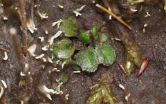 Actinotus bellidioides