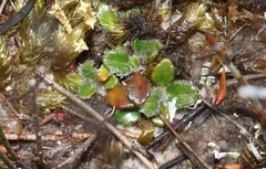 Actinotus bellidioides