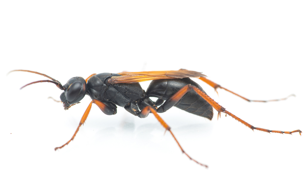 Cryptocheilus infumatus