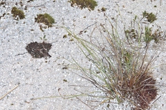 Eurychorda complanata