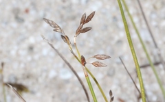 Eurychorda complanata