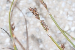 Eurychorda complanata