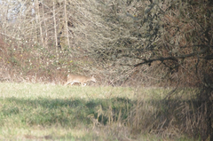 Odocoileus virginianus leucurus
