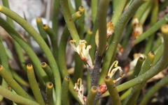 Hakea epiglottis