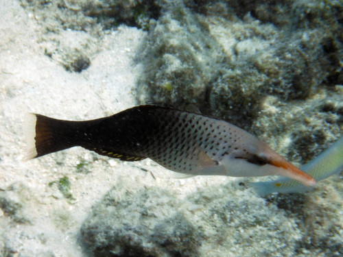 Bird wrasse