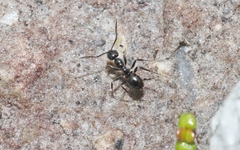 Prolasius