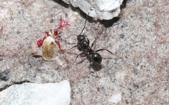 Prolasius