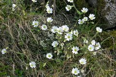 Cerastium alpinum