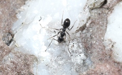 Prolasius
