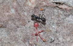 Prolasius
