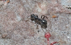 Prolasius