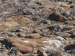 Zenaida galapagoensis