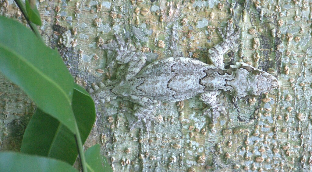 Intermediate Flying Gecko