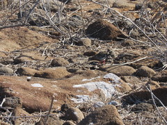 Zenaida galapagoensis