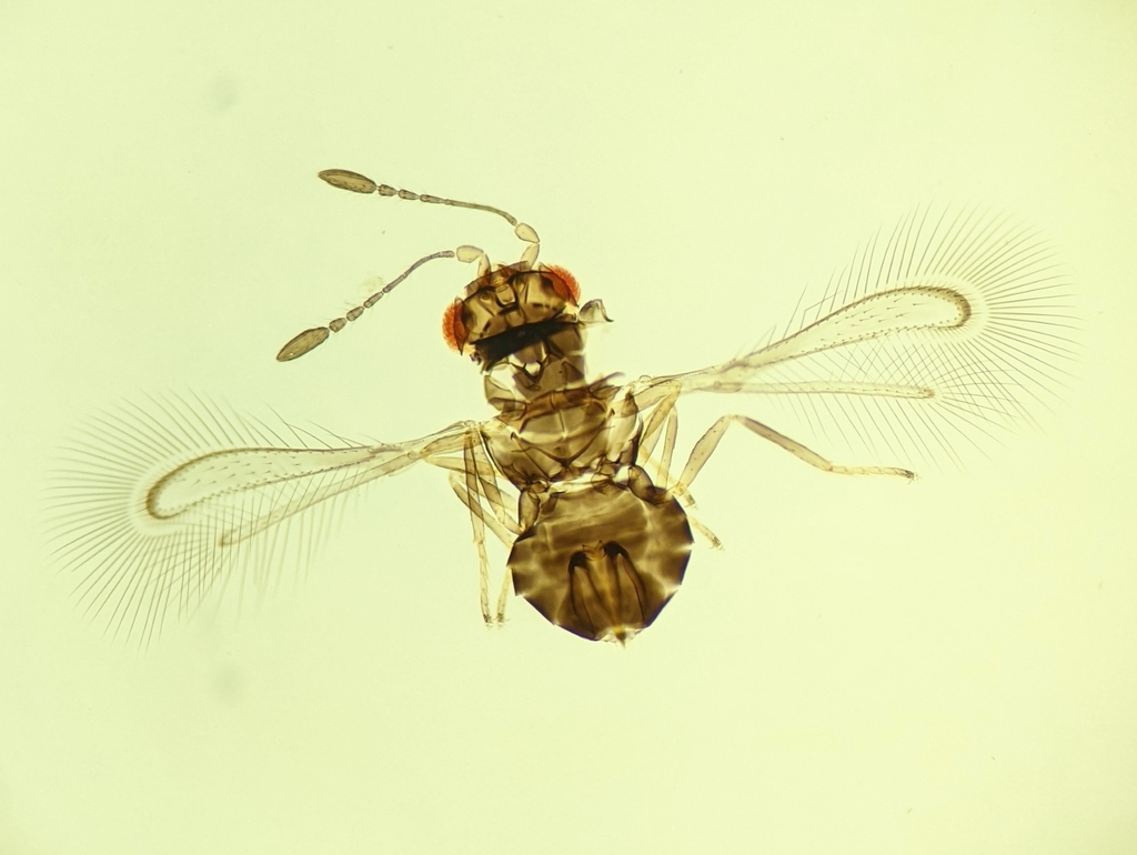 Mimalaptus