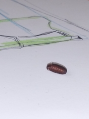 Insecta