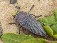 Dicercini
