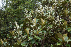 Brachyglottis elaeagnifolia