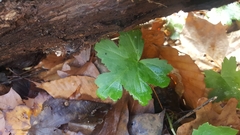 Hydrophyllum canadense