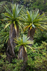 Cordyline indivisa
