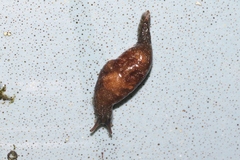 Cystopelta bicolor