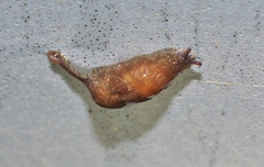 Cystopelta bicolor