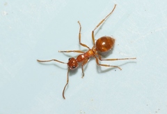 Notoncus spinisquamis