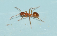 Notoncus spinisquamis