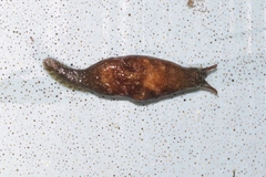 Cystopelta bicolor