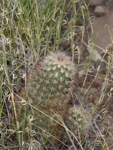 Echinocereus russanthus
