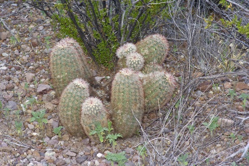 Echinocereus russanthus