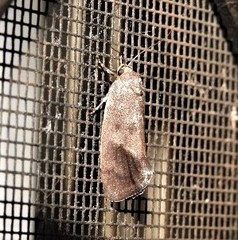 Pycnocera hypoxantha