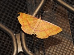 Eumelea rosalia
