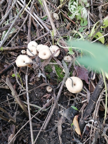Lentinus arcularius