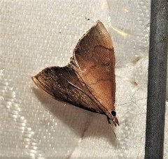 Lamprophaia albifimbrialis
