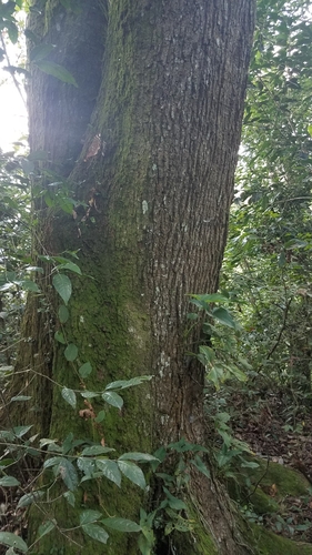 Image of Quercus germana by (c) Alan Rockefeller, some rights reserved (CC BY)