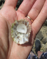 Crucibulum scutellatum