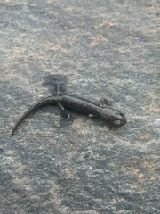 Aneides klamathensis