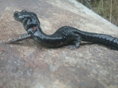 Aneides klamathensis